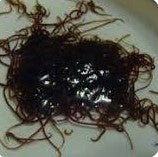 **LIMITED STOCK - Live Blackworms 1kg  (ship within Australia only)