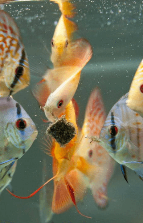 Blackworms aquarium hot sale